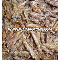 Poultry Food Dried Grasshoppers For Chicken